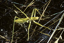 Bush-cricket katydid (Saga sp), male of a carnivorous species, Corfu, Greece