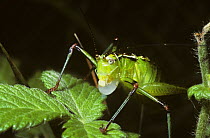 Bush-cricket katydid (Poecilomon sp) female feeding on a spermatophore passed to her from the male during mating, Corfu, Greece
