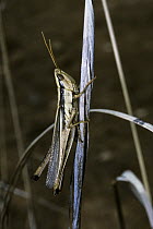 Two striped slant faced grasshopper (Mermiria bivittata) female, Arizona, USA