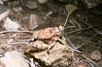 Chihuahua toad lubber grasshopper (Phrynotettix tschivavensis: Romaleidae) camouflaged on a stone in desert, Arizona, USA