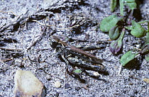 Mottled grasshopper (Myrmeleotettix maculatus) male camouflaged on heathland, UK.