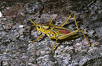 Eastern lubber grasshopper (Romalea microptera) warningly coloured female, Georgia, USA
