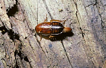 Broad wood cockroach (Parcoblatta lata) female carrying her egg mass (ootheca), South Carolina, USA