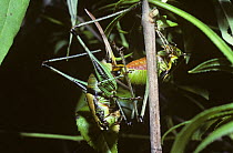 Bush-cricket katydid (Eupholidoptera chabrieri) mating pair, Corfu, Greece