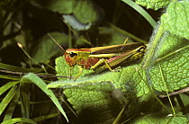 Large marsh grasshopper (Stethophyma grossum) female in the Alps, France