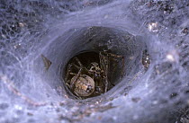 Grassland funnel weaver spider (Agelena labyrinthica) mating at the mouth of the funnel in the female's web, UK