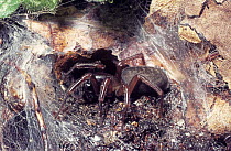 Motherphage spider (Coelotes terrestris) female in her lair in woodland, UK
