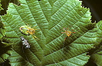 Green orb weaver spider (Araniella cucurbitina) female (left) chasing off a courting male, UK
