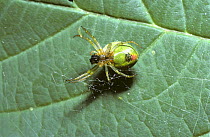 Green orb weaver spider (Araniella cucurbitina: Araneidae) underside of female on her delicate web spanning a leaf, UK