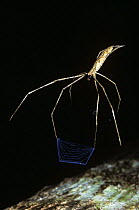 Net-casting spider (Deinopis longipes) poised ready to trap prey with its net at night in rainforest, Costa Rica
