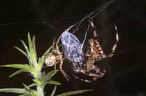 Common crab spider (Xysticus cristatus) female (left) feeding on a fly it has found in the web of a Garden spider (Araneus diadematus) (right) UK