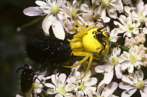 Goldenrod / Flower spider female (Misumena vatia) male crawling around over the large female, who just ignores him, UK