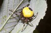 Pyramid orb weaver spider (Araneus marmoreus pyramidatus) female in her lair beneath leaves, UK