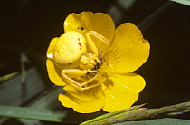 Flower / Goldenrod crab spider (Misumena vatia) female with prey, yellow form perfectly camouflaged on a buttercup flower, UK