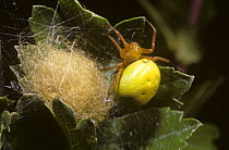 Green orb weaver spider (Araniella cucurbitina) female guarding her egg-sac, UK