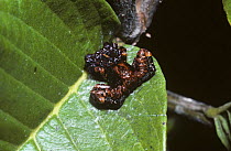 Warty bird-dropping spider (Phrynarachne rugosa: Thomisidae) in rainforest, Madagascar