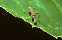 Spear-jawed jumping spider (Myrmarachne plataleoides) male mimicking an {Oecophylla smaragdina} weaver ant, Nepal