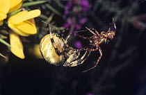 Four-spot orb weaver spider (Araneus quadratus) male (right) in web-tweaking courtship of the larger female in her web, UK
