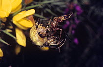 Four-spot orb weaver spider (Araneus quadratus) male (right) mating with the female in her web, UK