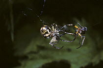 Bankside orb weaver spider (Larinioides / Araneus cornutus) male (right) sparring with the female as part of the courtship sequence, UK