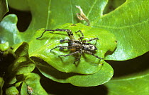 Buzzing spider (Anyphaena accentuata) male tapping his palps and abomen on a female's lair under oak leaves during courtship, UK