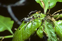 Buzzing spider (Anyphaena accentuata) male tapping his palps and abomen on a females lair under oak leaves during courtship, UK