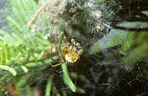 Mothercare spider (Theridion sisyphium) female feeding her babies mouth-to-mouth by regurgitating 'spider milk' for them, UK