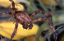 Four-spot orb weaver spider (Araneus quadratus) male showing his complex palps used in mating, UK