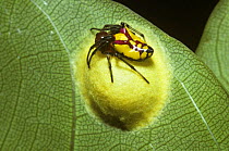 Spider female (Alpaida bicornuta) guarding her egg-sac beneath a leaf in rainforest, Costa Rica