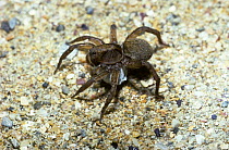 Earth chaser spider (Trochosa terricola) female carrying her egg-sac, UK
