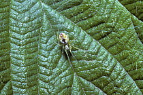 Leaf lace-weaver spider (Nigma / Heterodictyna puella) female on web on leaf, UK