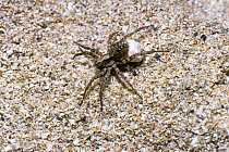 Dune wolf spider (Xerolycosa miniata) female carrying her egg-sac on sand dune, UK