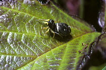 Sunshine jumping spider (Heliophanus flavipes) female, UK