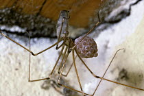 Daddy-long-legs / Rafter spider (Pholcus phalangioides) female holding eggs in her mouthparts, UK