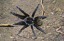 Bolivian blueleg tarantula spider (Pamphobeteus antinous) female near her burrow in rainforest, Peru