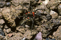 Meadow wolf spider (Pardosa prativaga) female carrying several red phoretic mites, UK