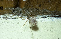 Daddy-long-legs / Rafter spider (Pholcus phalangioides) female with newly-hatched babies held in her mouthparts, UK