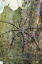 Spider (Trachalea sp) on a tree trunk in rainforest, Peru