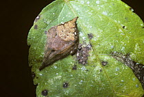 Orb web spider (Eriovixia napiformis), which seems to have sat beside a natural blotch on a leaf in order to maximise its own camouflage, in rainforest, Uganda