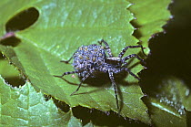 Woodland wolf spider (Pardosa lugubris) female carrying her babies on her back, UK