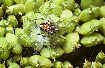 Bordered orb weaver spider (Neoscona adianta / Araneus adiantus) female on web in a typical resting pose, UK