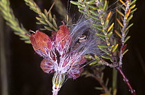 Grass jumping spider (Evarcha flammata / arcuata) female peering from her nest on heather, UK