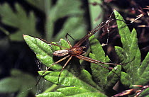 Common hammock spider male (Linyphia triangularis) UK