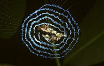 Variable decoy spider (Cyclosa insulana) female on the stabilimentum in the centre of her web, in rainforest, Sumatra