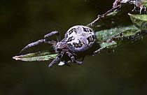 Bankside orb weaver spider female (Larinioides / Araneus cornutus) UK