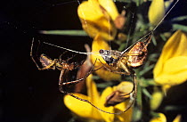 Common orb weaver spider (Meta / Metellina segmentata) male (right) courting a female in her web over the body of a fly, UK