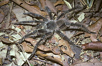 Giant /Brazilian tarantula / bird-eating spider (Lasiodora parahybana) male at night in Atlantic coast rainforest, Brazil