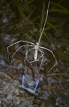 Ogre faced / net-casting / gladiator spider (Deinopis sp) female making her net in order to catch passing prey, in rainforest, Brazil