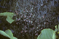 Niandute spiders (Parawixia bistriata) clustered together during the day on the edge of their large, communal web, in campo cerrado, Brazil