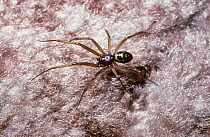 Cellar spider (Steatoda / Teutana grossa) male walking across a carpet in a house, UK